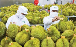 Doanh nghiệp xuất khẩu phải kiểm soát hàng hóa trước “hàng rào” SPS