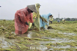Mưa lớn kéo dài gây ngập úng và sạt lở cục bộ tại nhiều địa phương tỉnh Đắk Lắk