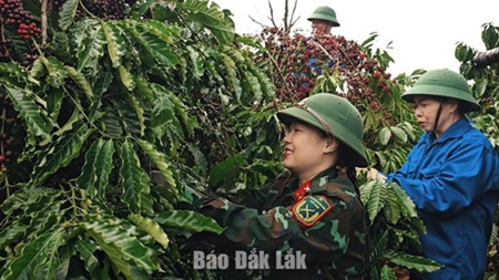 Doanh nghiệp cà phê đầu tiên tại Đắk Lắk đạt chứng nhận hữu cơ của Hoa Kỳ và EU
