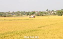 Xã Ea Bung: Phát triển nông nghiệp bền vững từ cây lúa