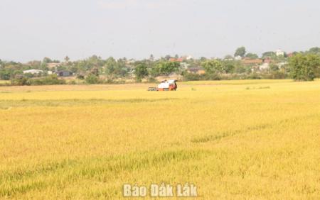 Xã Ea Bung: Phát triển nông nghiệp bền vững từ cây lúa