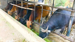 Xử lý nghiêm các trường hợp sử dụng chất cấm trong chăn nuôi