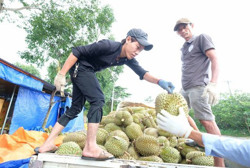 Nhiều loại quả đặc sản 'sốt' giá