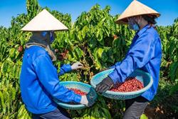 Xuất khẩu cà phê lần đầu vượt mốc 4 tỷ USD