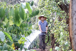 Nông dân hối hả tưới cà phê cận Tết
