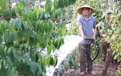 Cà phê nguy cơ giảm sản lượng do mưa trái mùa