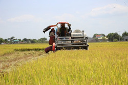 Gạo đặc sản trên cao nguyên Đắk Lắk