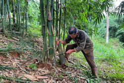 Ước vọng tre