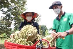 Đắk Lắk cần tái cơ cấu ngành nông nghiệp, hướng tới đa giá trị