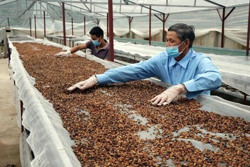 Triển vọng sáng của ngành cà phê