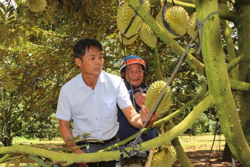 Huyện Krông Búk phát triển bền vững cây sầu riêng