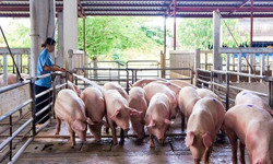 Sớm cơ cấu lại ngành chăn nuôi