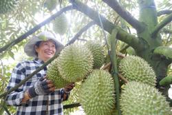 Loại nông sản này của Việt Nam liên tục 'đổ bộ' sang Trung Quốc, cuối năm chắc chắn thu hơn 5 tỷ USD