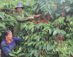 Ngành cà phê thay đổi để tuân thủ 'luật lệ' mới từ EU