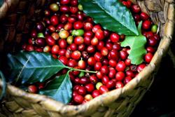 Đà tăng giá cà phê robusta đang quay trở lại?