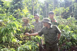 “Nóng” tình trạng hái trộm cà phê xanh