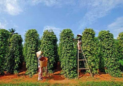 Xuất khẩu hồ tiêu tìm cách vượt khó