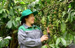 Cà phê tăng 20% năng suất, tiết kiệm 15% chi phí nhờ bón phân hợp lý