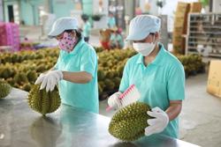 Sầu riêng Việt Nam sẽ là 'vua' trái cây tại Trung Quốc