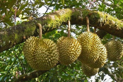 Diện tích sầu riêng khu vực Đông Nam Bộ, Tây Nguyên tăng nhanh