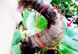 Ăn củ ráy chữa bệnh: Nên hay không?