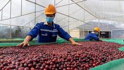 Cà phê đương đầu với thách thức mới