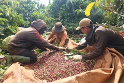 Nỗ lực bảo đảm nhân công thu hái cà phê