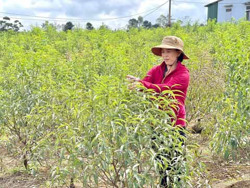 Hoa đào xứ Bắc trên đất Tây Nguyên