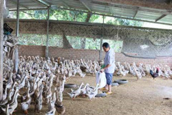 Chủ động kiểm soát dịch bệnh động vật trên cạn