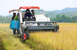 Huyện Lắk: Tổng sản lượng lương thực ước đạt hơn 121.000 tấn