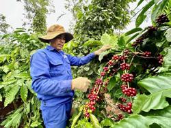Cà phê Việt Nam "lên hương"