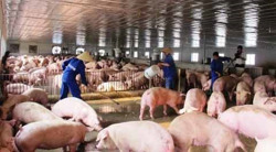 Không lo thiếu thịt lợn dịp Tết