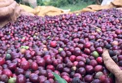 Giá cà phê nhân Việt Nam có thể cao nhất thế giới năm 2024