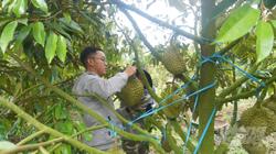 Trung Quốc chi gần 2 tỷ USD nhập khẩu sầu riêng Việt Nam