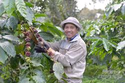 Làm ra cà phê vườn rừng nức tiếng từ cách làm.. không giống ai