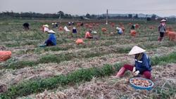 Dự thảo Luật Đất đai sửa đổi: 'Cởi trói' đất nông nghiệp