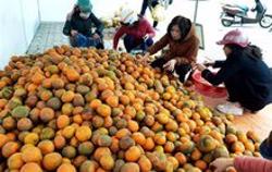Từ việc giải cứu cam đến quy hoạch nông sản