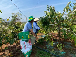 Nông dân Tây Nguyên đua tài tại Lễ hội cà phê