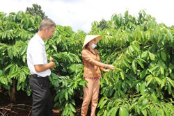 Kết nối nâng cao chuỗi giá trị cà phê