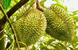 Ồ ạt trồng sầu riêng: Hậu quả khó lường
