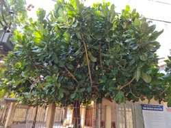 Chuyện cây bàng vuông Trường Sa ở Đắk Lắk