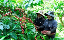 Cà phê tăng giá: Cơ hội để nâng cao giá trị sản phẩm