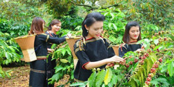 Đắk Lắk mong muốn Buôn Ma Thuột trở thành điểm đến của cà phê thế giới