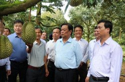 Trái cây “vua” nên duyên cùng đất bazan