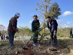 Một thị xã ở Tây Nguyên trồng gần 400 cây hoa đào
