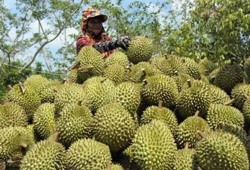 Chuyển đổi cây trồng: Không chạy theo phong trào