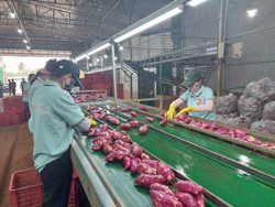 Xuất khẩu khoai lang chính ngạch: Mở hướng cho nông dân canh tác chuyên nghiệp