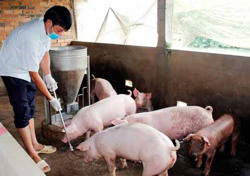 Giá thịt lợn 'xuống đáy': Người chăn nuôi ngại tái đàn