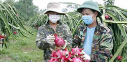 Địa phương cấp, quản lý mã số vùng trồng