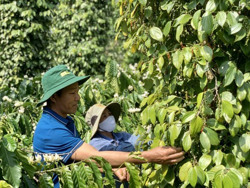 Mùa vụ hồ tiêu 2023: Nông dân kỳ vọng vào giá